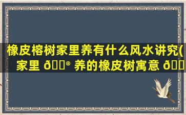 橡皮榕树家里养有什么风水讲究(家里 💮 养的橡皮树寓意 🐒 好吗)